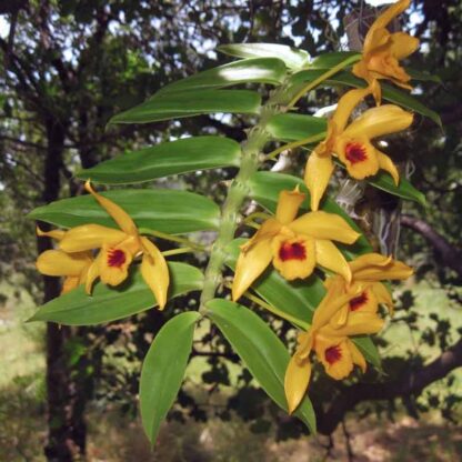 Dendrobium Ochreatum Orchid Plant