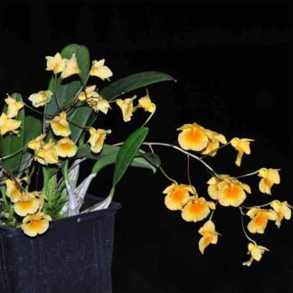 Real Dendrobium aggregatum Orchid Plant