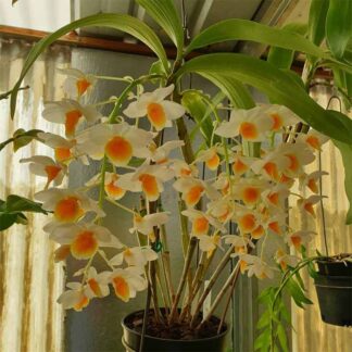 Dendrobium Farmeri Orchid Plant