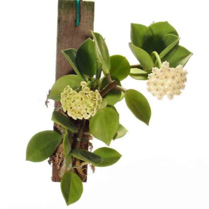 Hoya pachyclada orchid, The Wax Plant