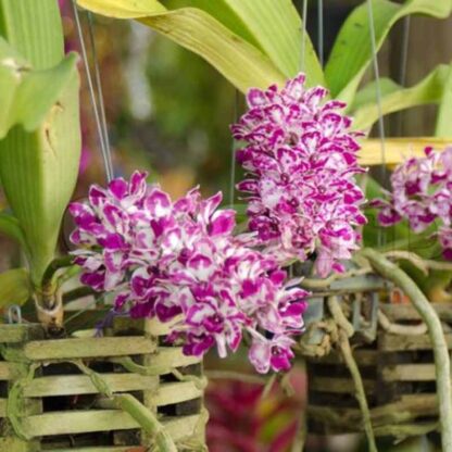 Rhynchostylis Orchid Pot Plant