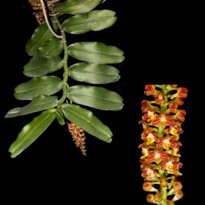 Robiquetia Orchid Pot Plant