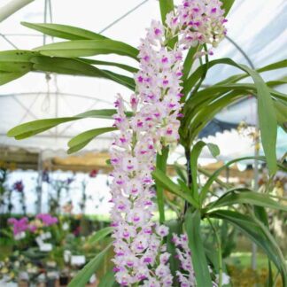Aerides Beautiful Natural Orchid
