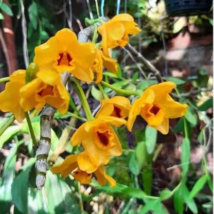 Cresanthum Orchid