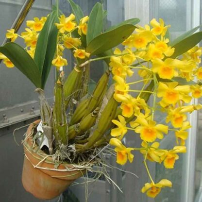 Dendrobium chrysotoxum orchid