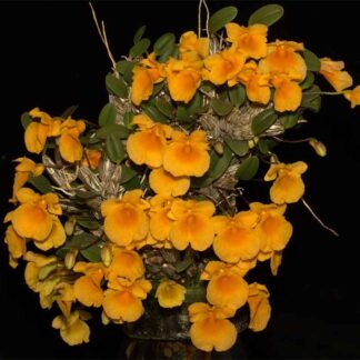 Dendrobium jenkinsii orchid