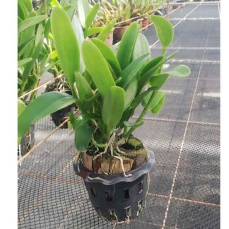 Epidendrum Orchid Pot Plant