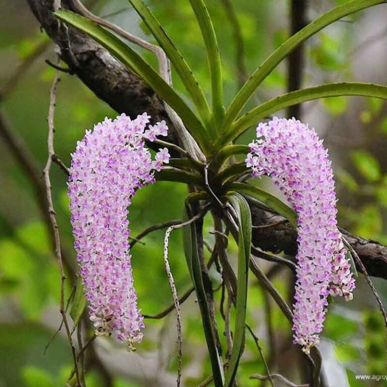 Real Foxtail Indian Orchid