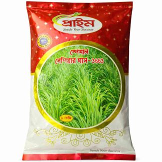 Special Napier Grass