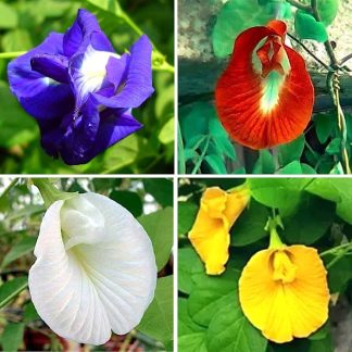 All Season mix Aparajita Flowers Hybrid Seeds -10 pcs