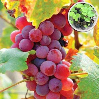 All season red grape seed -20pcs