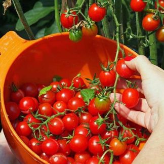 Global red Cherry Tomato 40pcs seeds