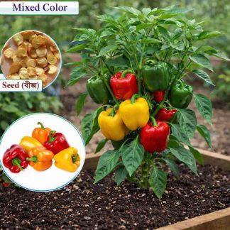 Premium Quality Capsicum GreenRedYellow Mix Seeds - 50 Seeds