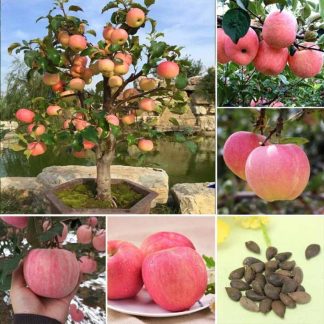 Global Apple Tree Seeds -15Pcs