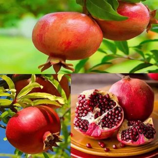 All Season Sweet Pomegranate Bedana - 20+ Seeds