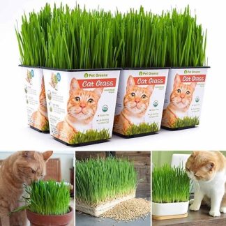 2000 Pcs Cat Grass Bonsai seeds Herb Edible Lemongrass Bonsai Plant
