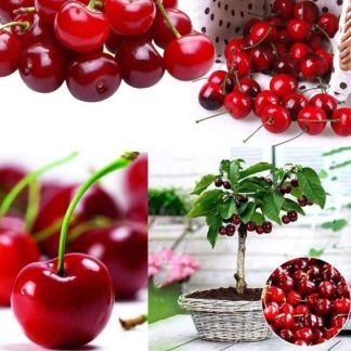 Sweet Red Cherry Bonsai Seeds - 5 Piece