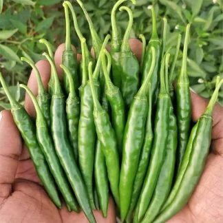 Green Long Chili Seeds 45 Pic