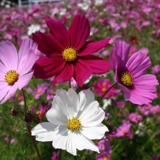 Cosmos Flower - 15 pcs Seed F2