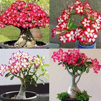 Bonsai Multicolor Single Petal Adenium Obseum Seeds - 5pcs