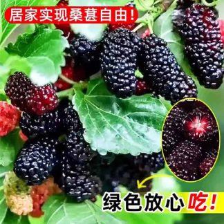 Sweet Malberry Fruits Hybrid Seeds - 20+