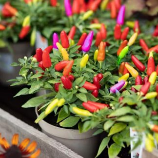 All Season Ornamental Chili Seeds - 20 Pcs