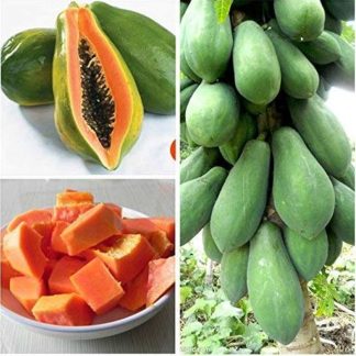 All Season Hybrid Bonsai Papaya Fruit Seeds- 20 Pcs