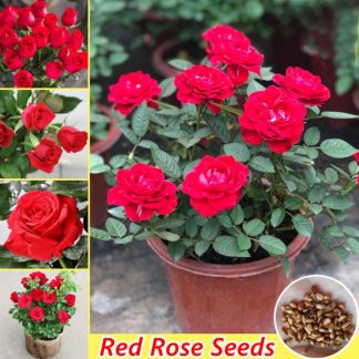 Global Perennial Red Rose Tree Flower Seeds -30 Pcs