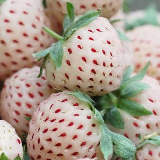 Hybrid White Strawberry Seeds 200+