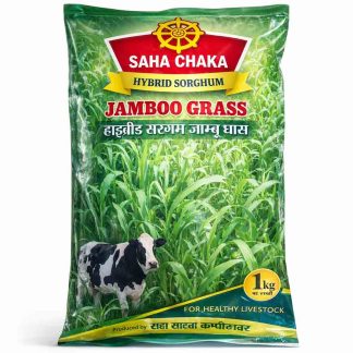 Saha Chaka Hybrid Sorghum Jamboo Grass